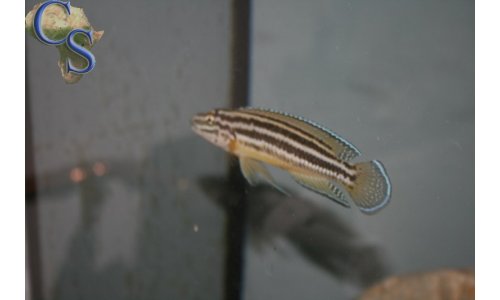 Julidochromis Regani Burundi
